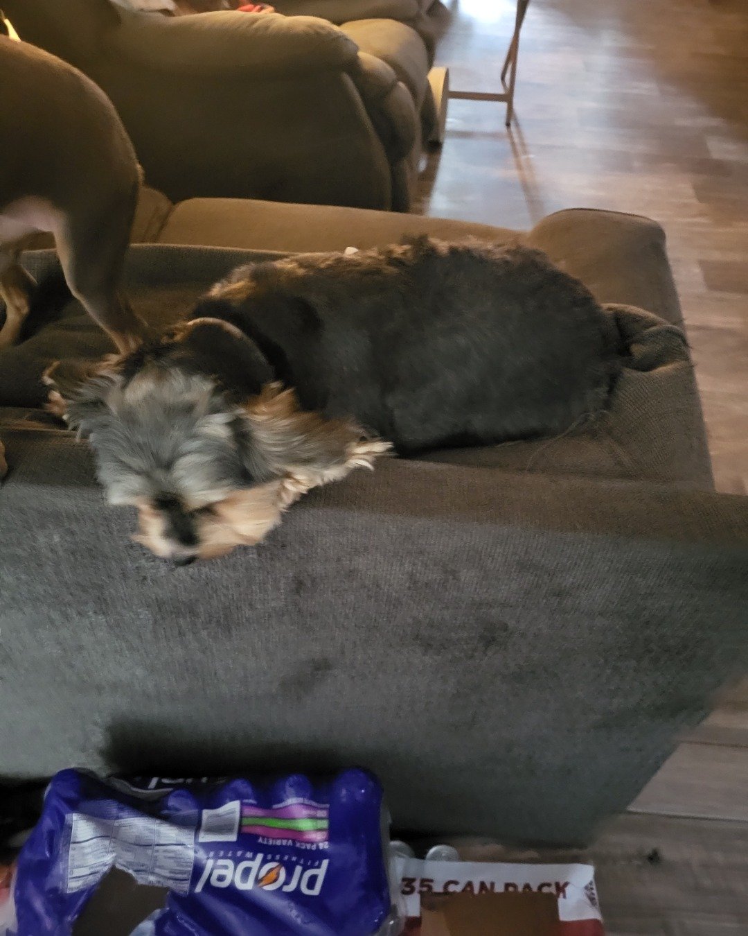 Teacup the Morkie. Couch, Furniture, Dog, Puppy, Architecture, Building