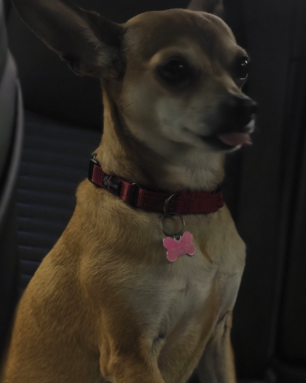 peanut butter (pb) the rat terrier chihuahua mix. Dog, Chihuahua, Puppy, Accessories