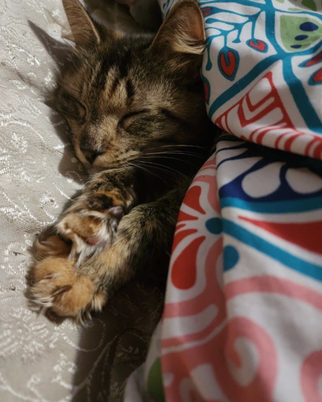 Buttercup. Cat, Kitten, Blanket, Person, Sleeping