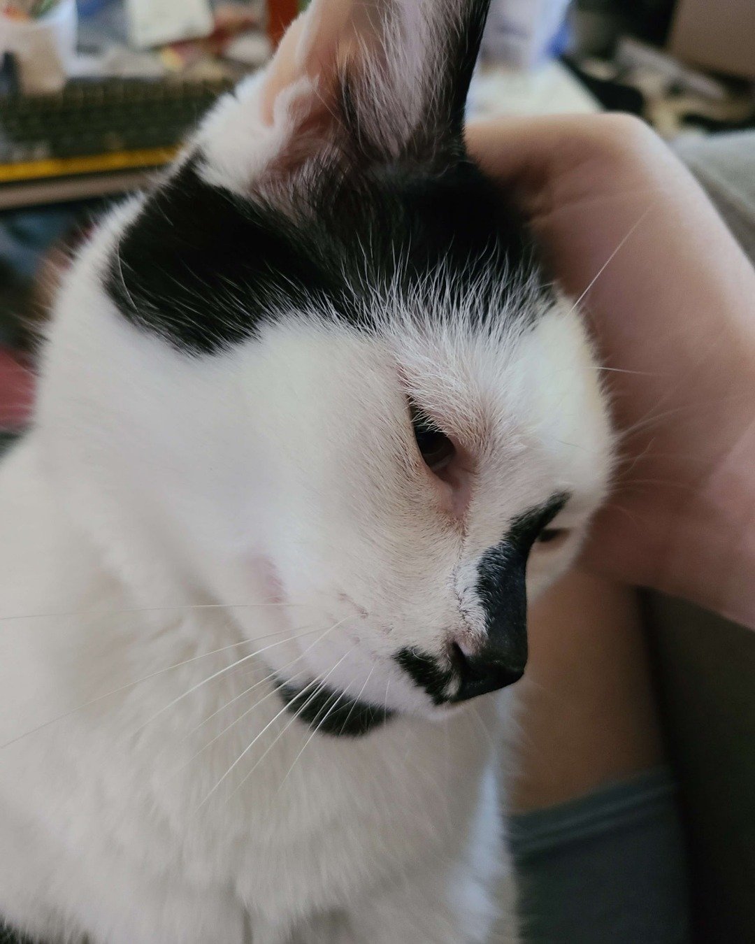 Mr. Simon the moo cow. Cat, Kitten, Snout