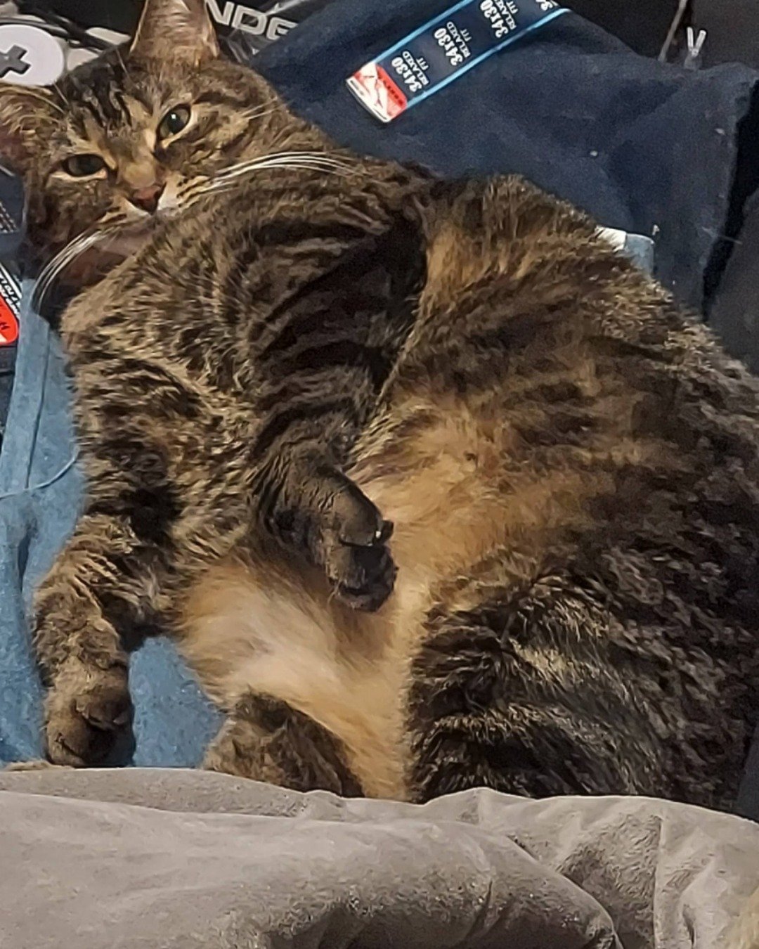 Rick. Cat, Manx, Couch, Furniture
