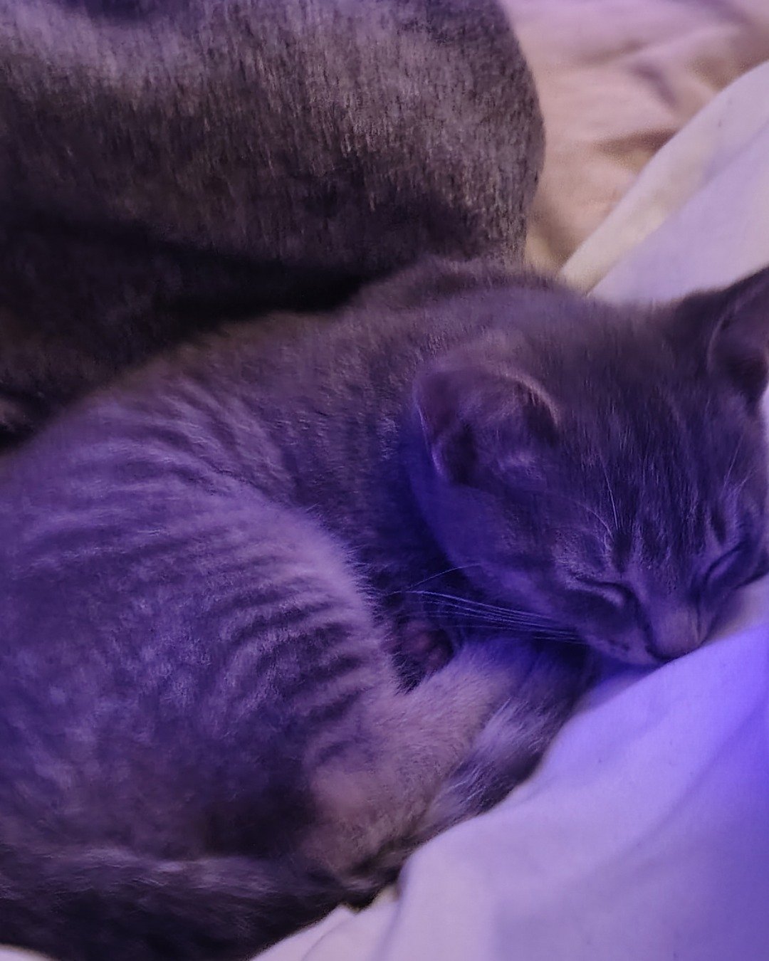 toby the idk. Cat, Kitten, Purple