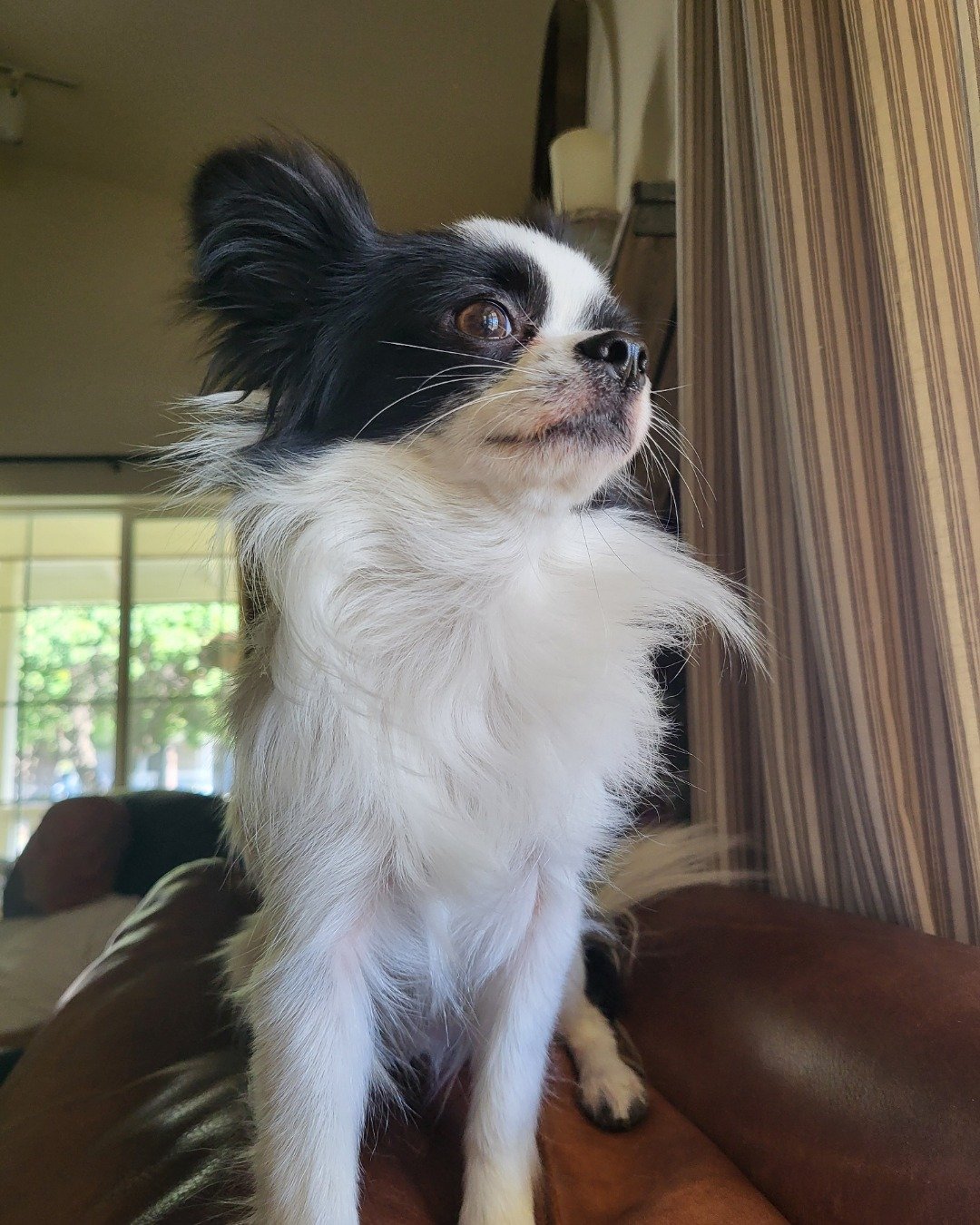 Danny the Long haired Chihuahua. Dog, Cocker Spaniel, Papillon, Puppy, Cushion, Home Decor