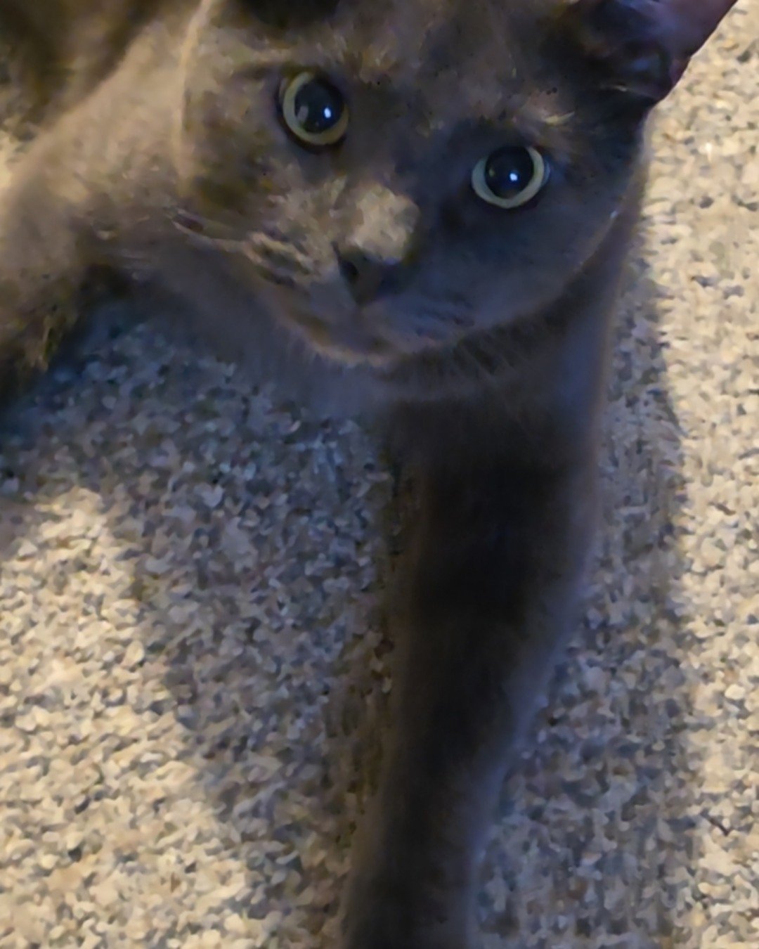 Happy. Cat, Kitten