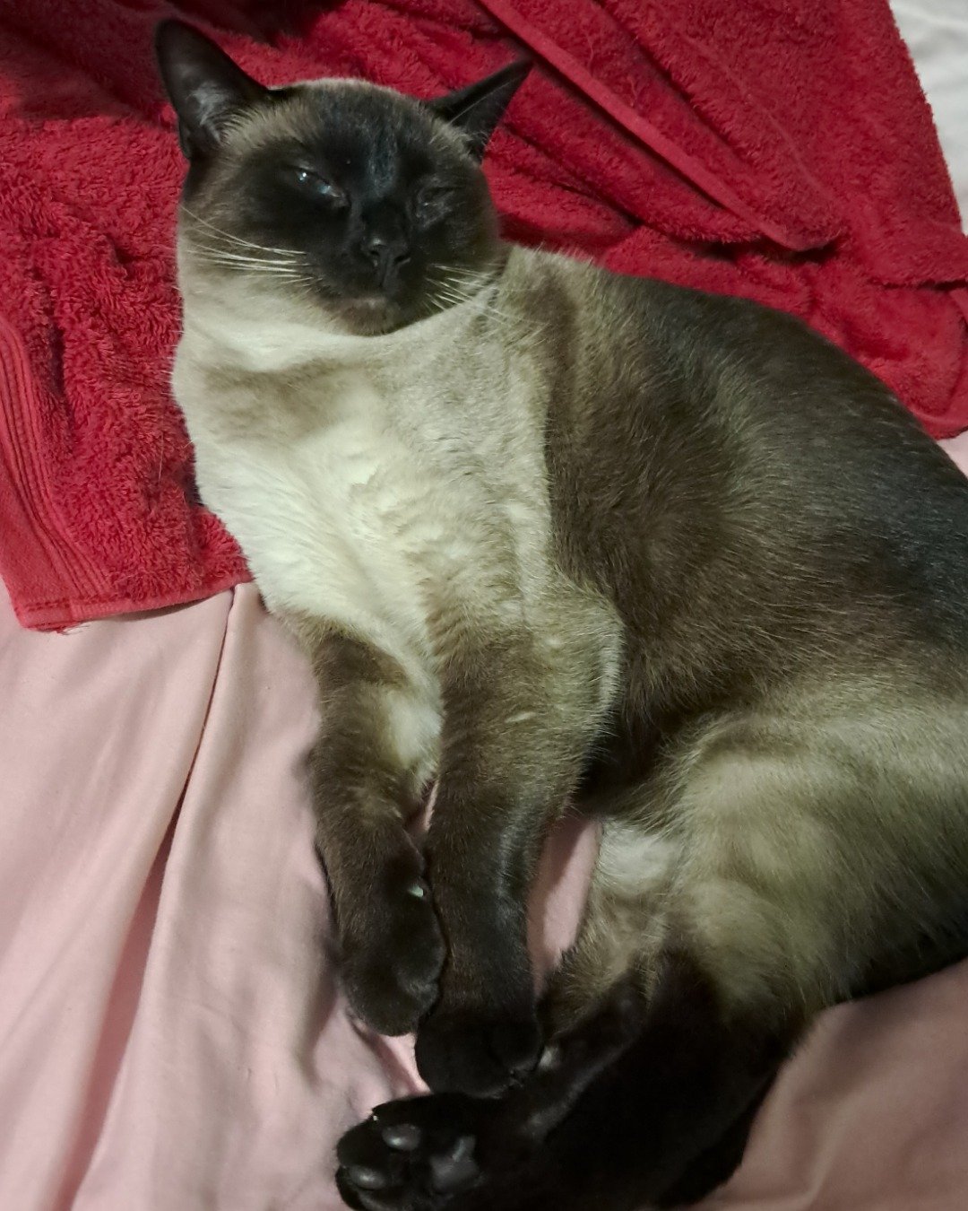 Luna🌙💫 (twin of Stella) the Siamese. Cat, Siamese
