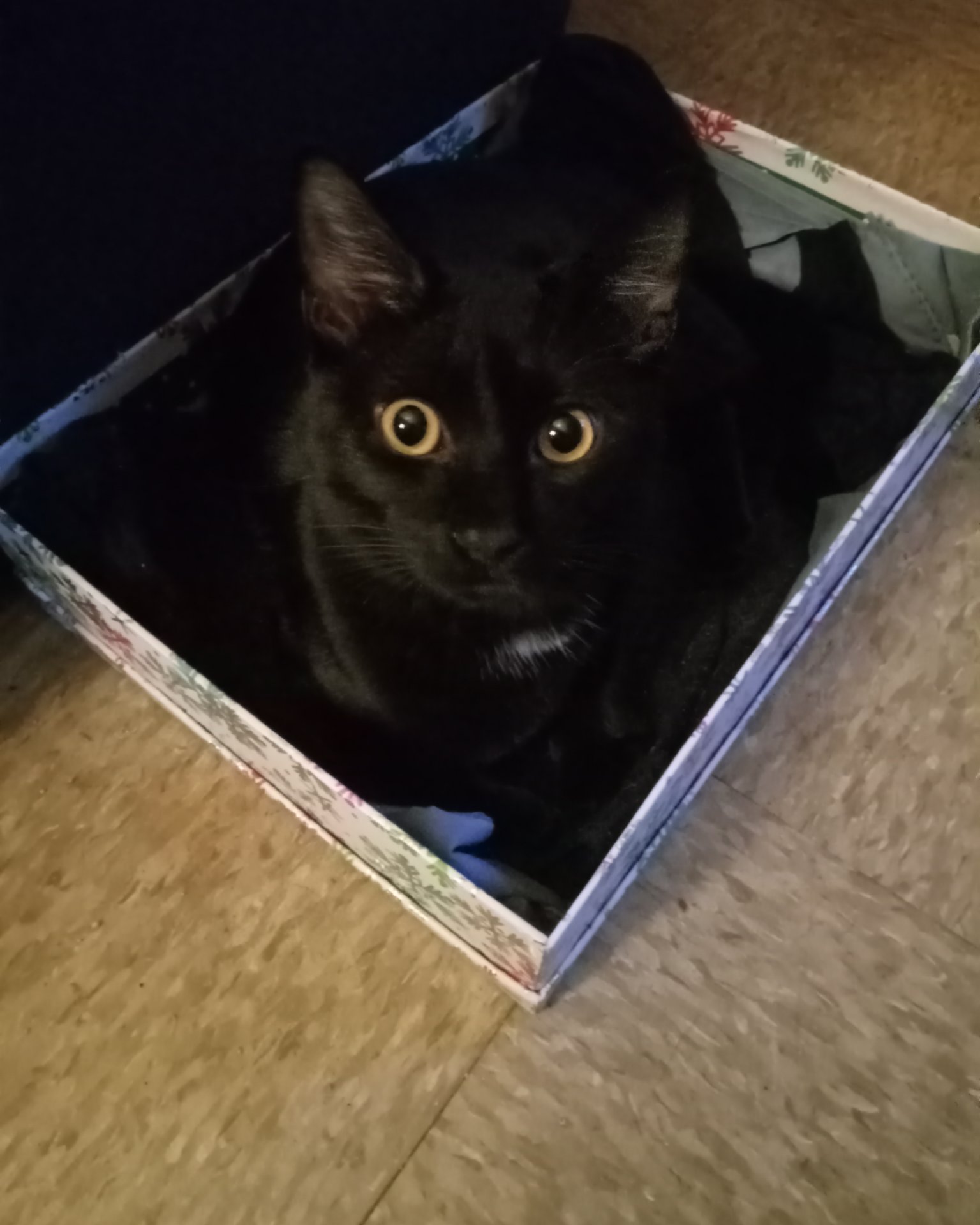 Danny. Box, Cat