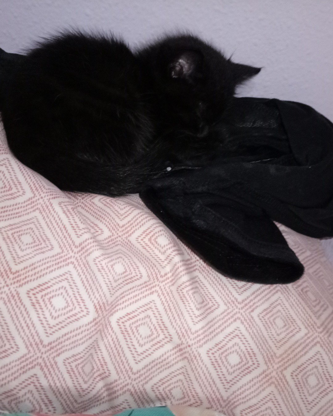 Suka. Cat, Black Cat, Kitten