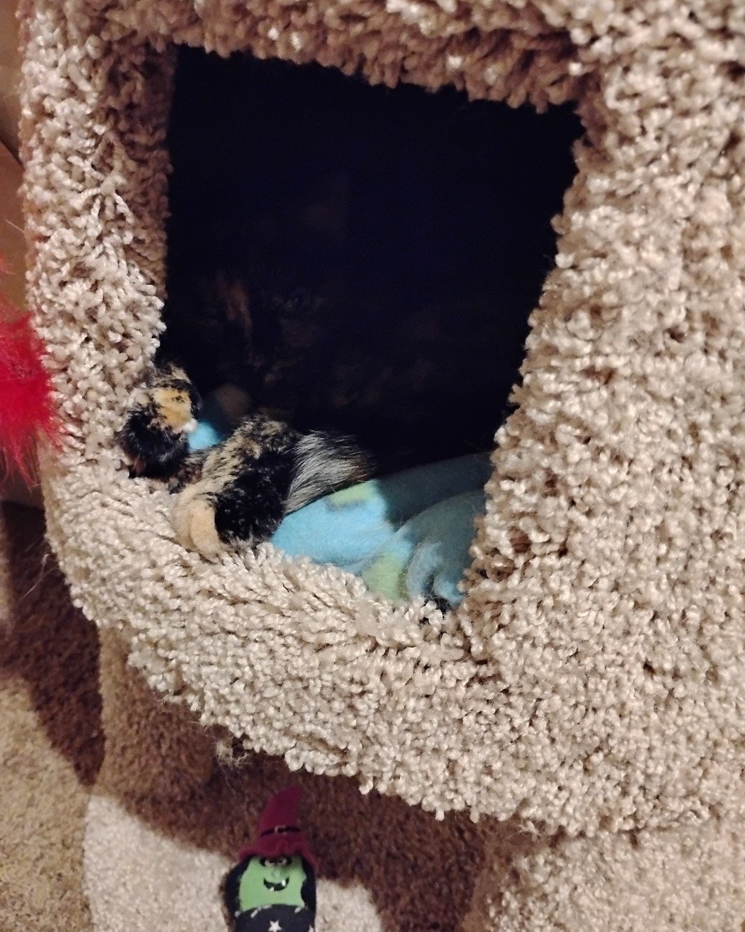 Gizmo. Home Decor, Cat, Kitten, Dog, Puppy