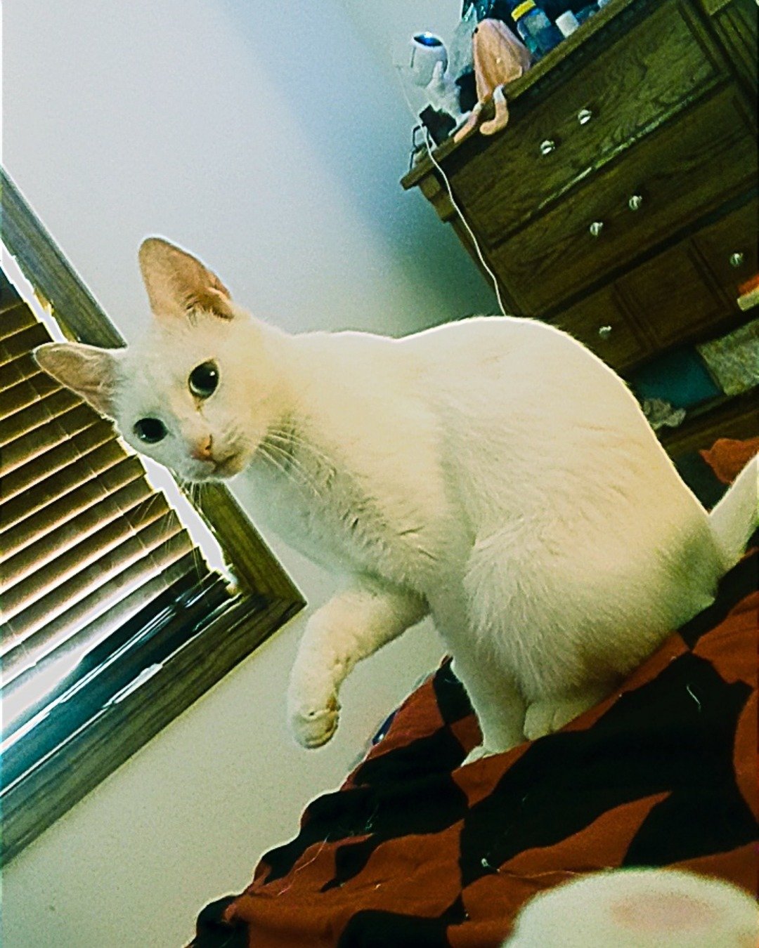 Snowball the White kitty. Drawer, Furniture, Cat