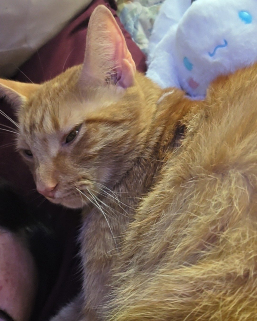 Cheese the tabby. Cat, Kitten, Person, Abyssinian