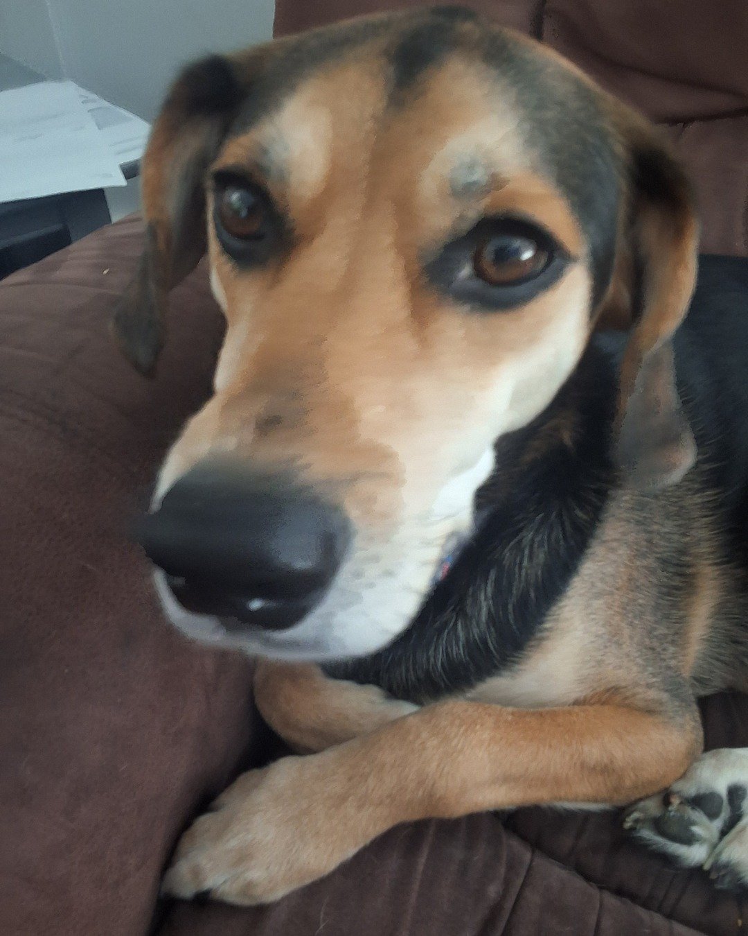louie the beagle mix. Dog, Hound, Beagle, Puppy
