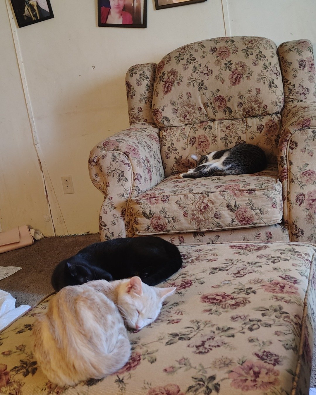 Aphrodite the orange kitty. Furniture, Chair, Cat, Armchair, Couch, Person