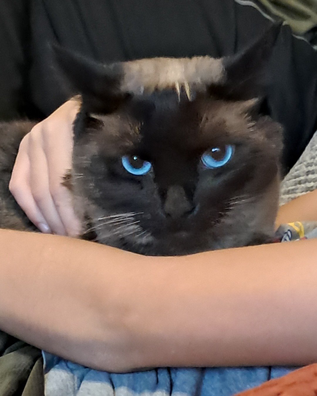 stub tail Stella🙃😎 (twin of Luna) the Siamese. Cat, Siamese