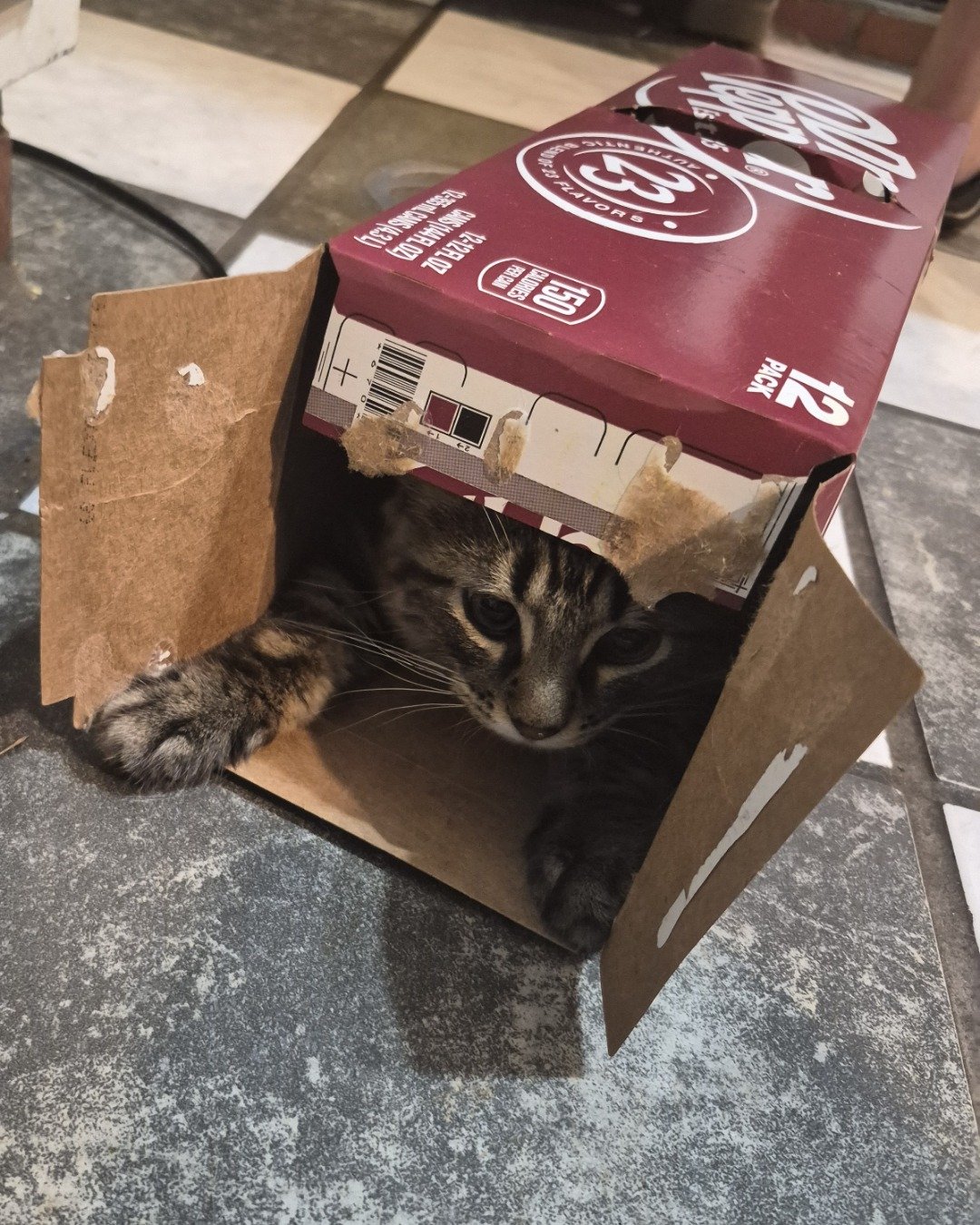 Noodle. Box, Cat, Kitten