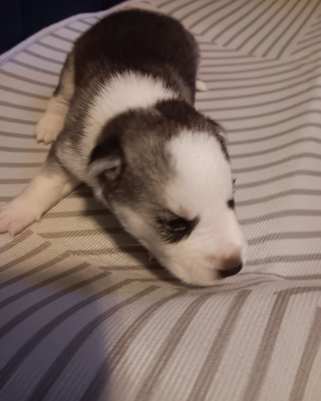 Puppies the Siberian Husky and German Shepard mix. Dog, Puppy, Husky, Hound