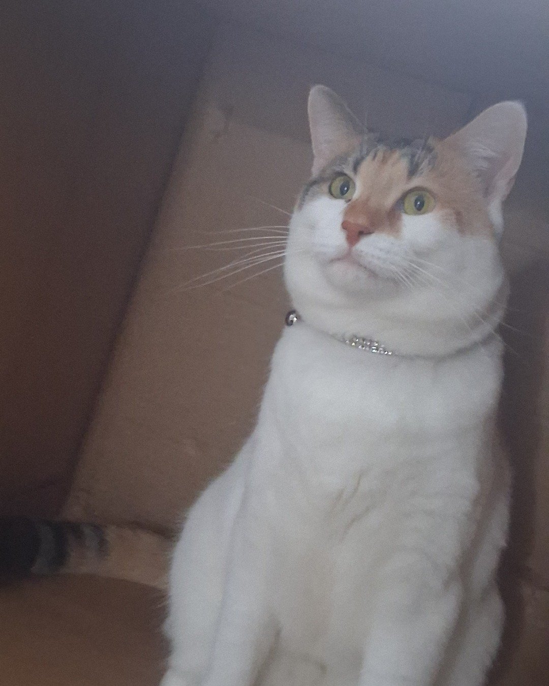 Callie the Calico maincoon. Cat, Couch, Furniture, Accessories