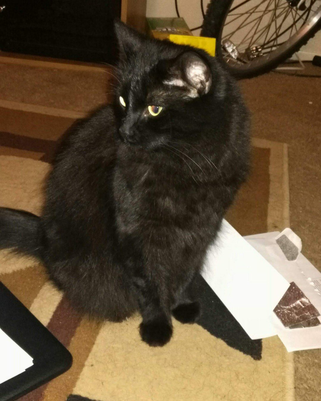 Sylvester the Unsure. Cat, Machine, Wheel, Black Cat