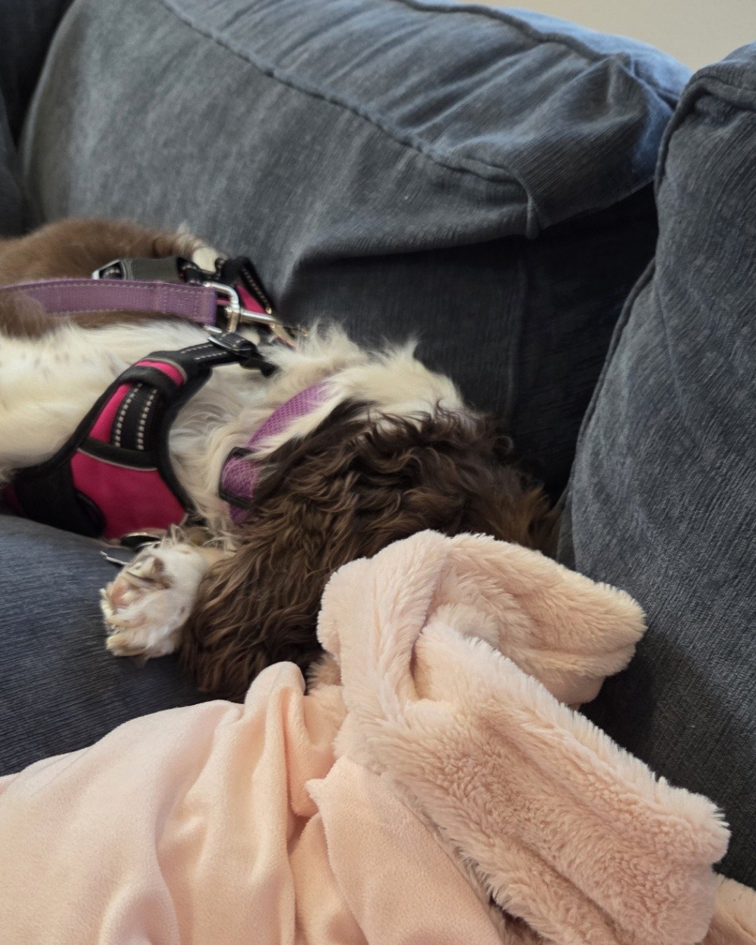 Sparky the English Springer Spaniel. Couch, Furniture, Dog, Puppy, Person, Sleeping