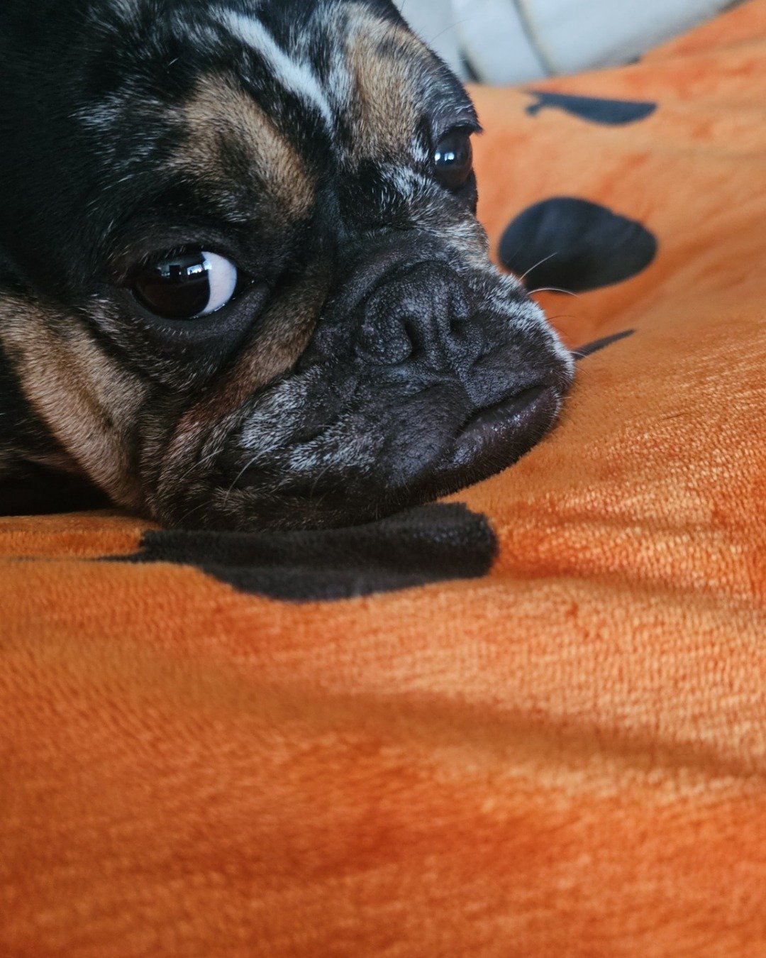 Patty the French bulldog. Dog, Puppy, Bulldog, French Bulldog