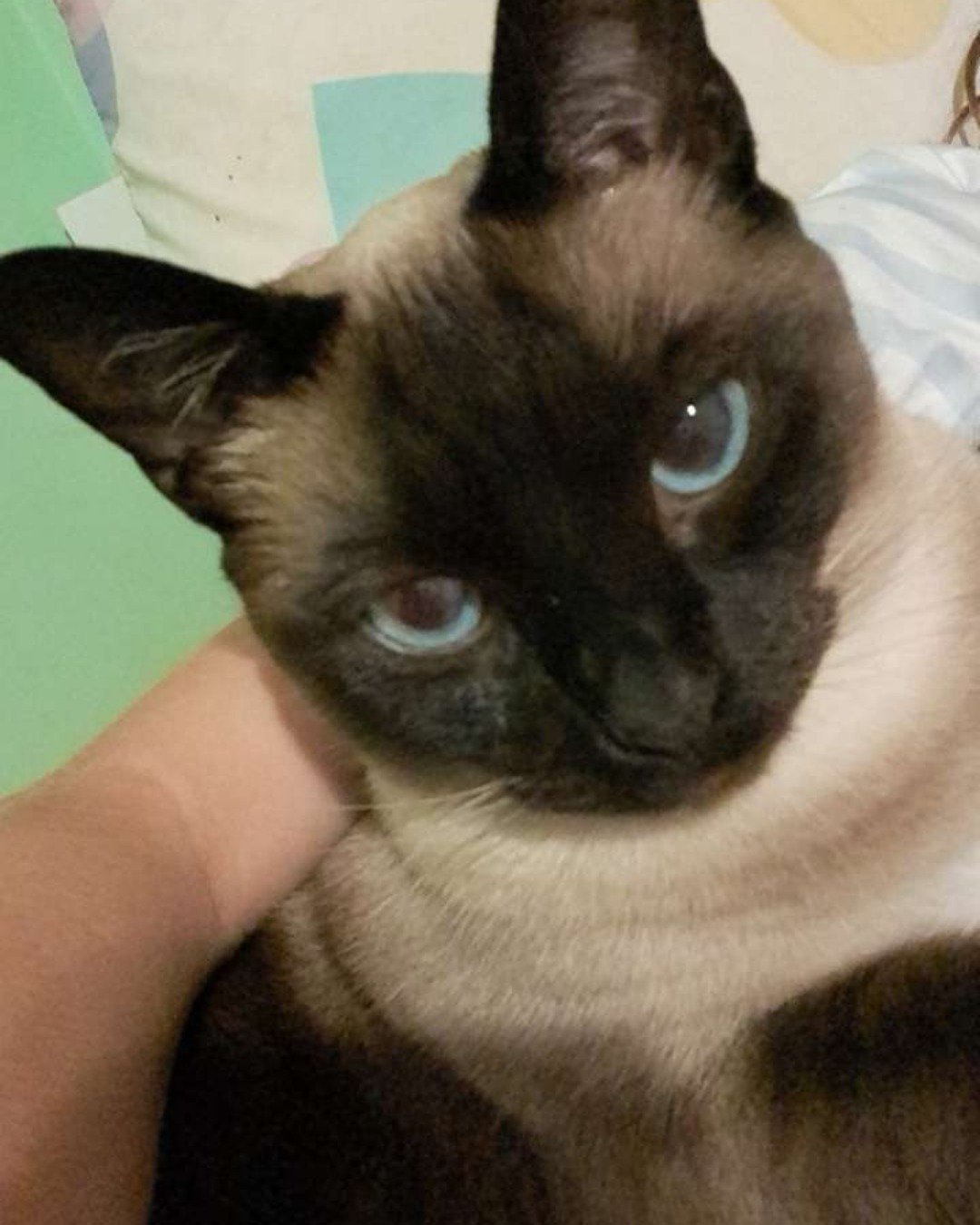 Luna🌙💫 (twin of Stella) the Siamese. Cat, Siamese