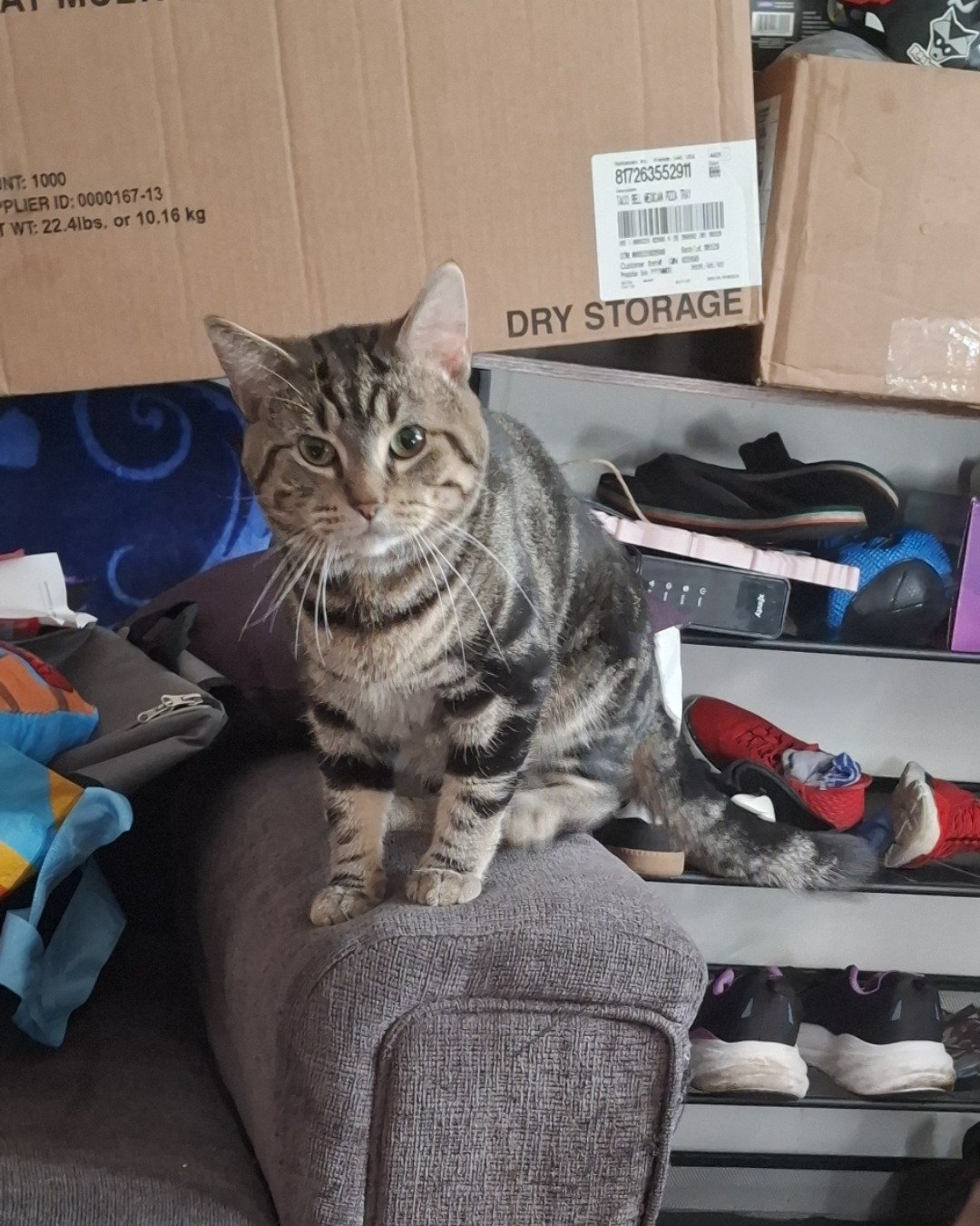 Hermes the taby. Couch, Furniture, Clothing, Footwear, Shoe, Cat