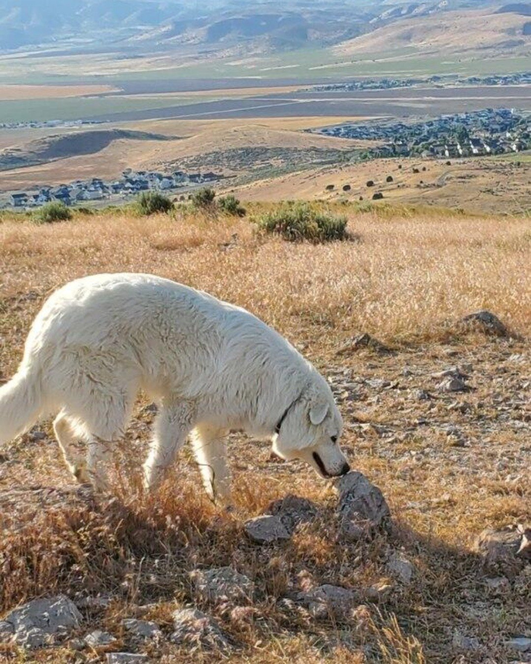 Axl the Great Pyrenees. Nature, Outdoors, Wilderness, Livestock, Sheep