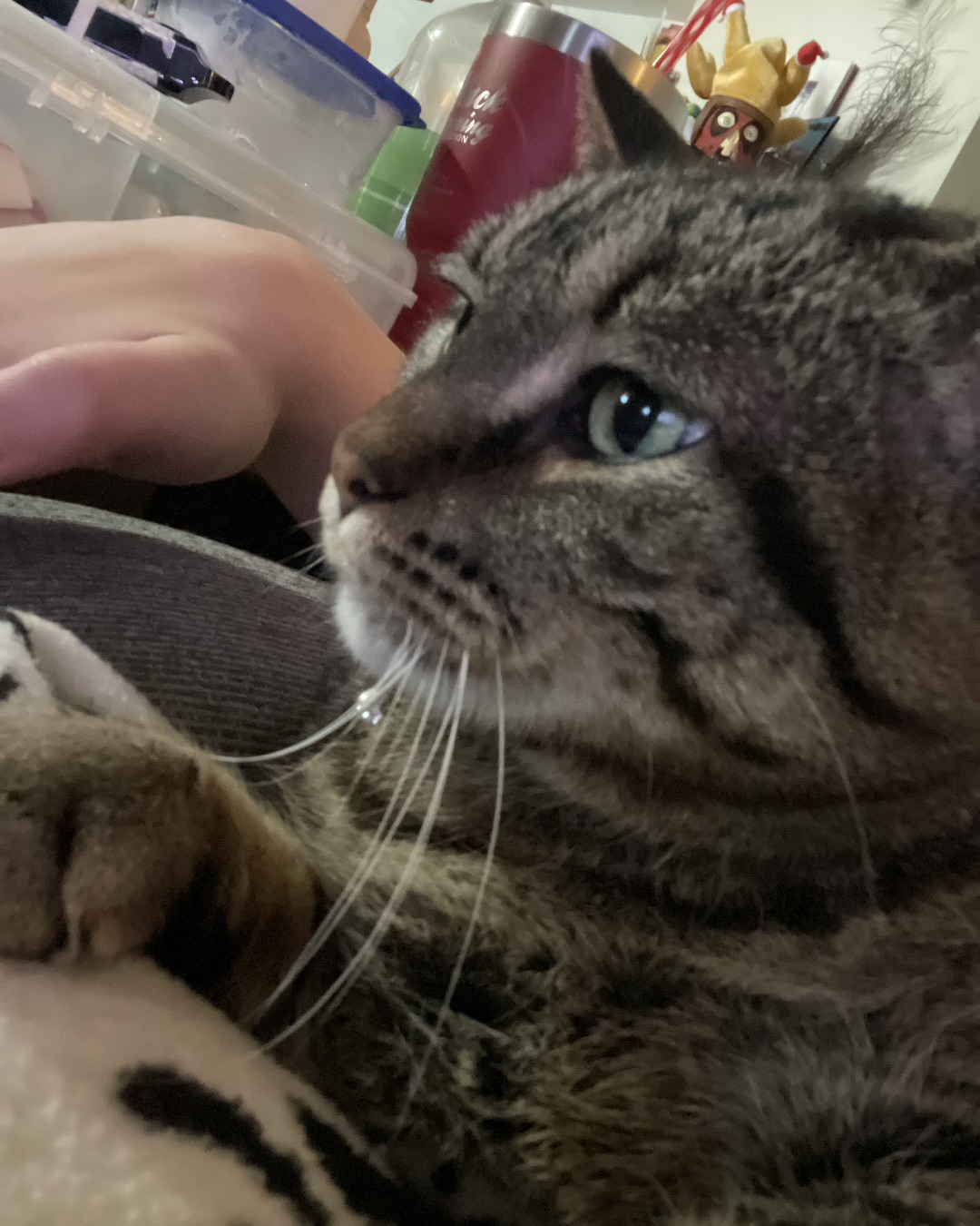 ReyRey. Abyssinian, Cat