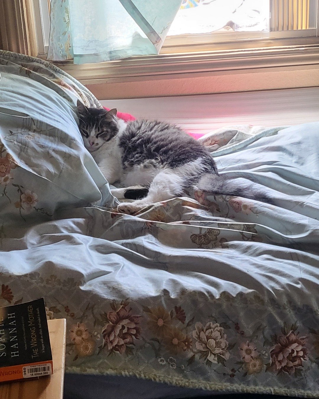 Farley Fart the tabby. Blanket, Furniture, Cat, Kitten, Bed