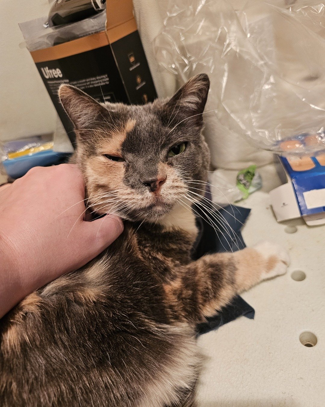 Smokey Topaz the calico cat. Cat, Kitten