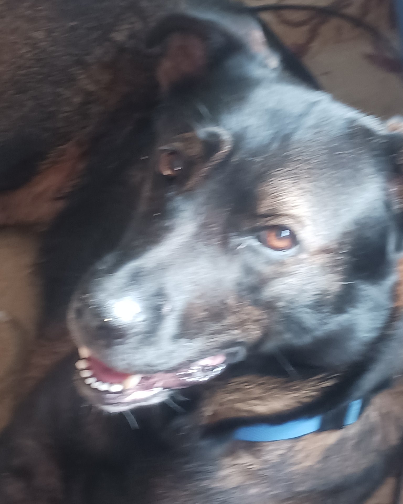 Peaches the German Shepherd, Rottweiler (little dachshund too). Dog, Puppy, Labrador Retriever, Hound, Person
