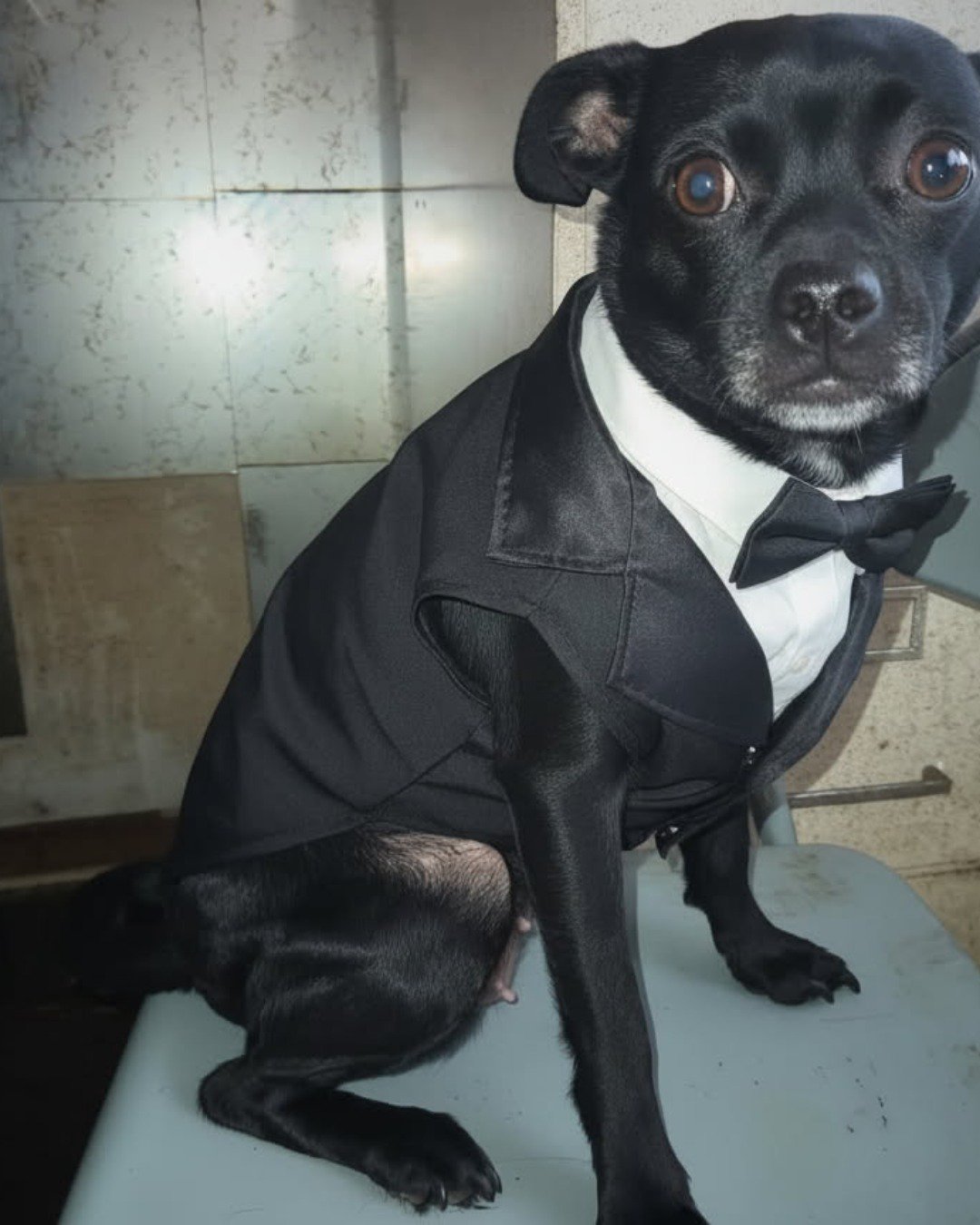aveil and Neriah the pugzu. Dog, Accessories, Formal Wear, Tie
