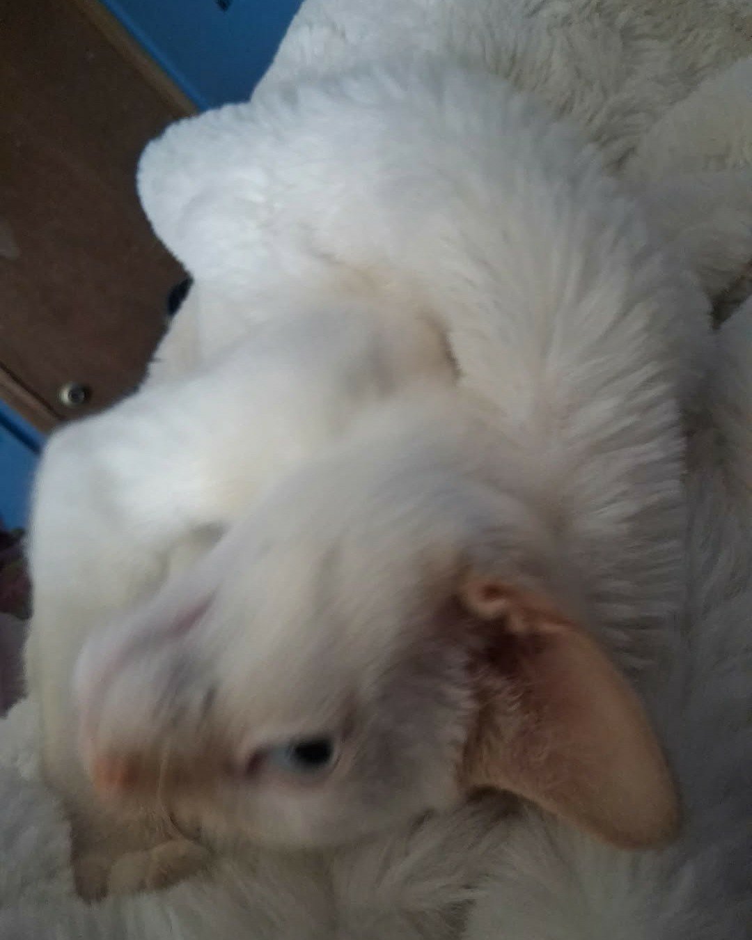 Marshall the flame point domestic short hair. Person, Sleeping, Dog, Rabbit, Angora, Cat