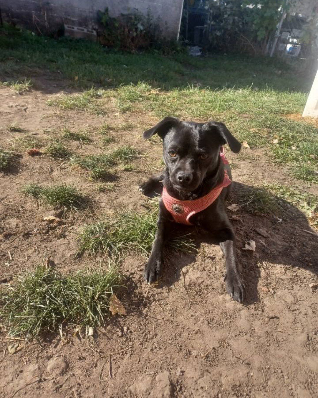 aveil and Neriah the pugzu. Grass, Plant, Soil, Dog, Puppy, Backyard