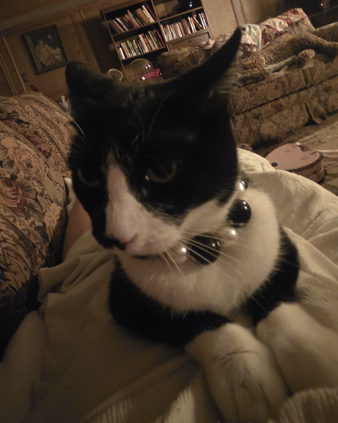 Lorelai the Tuxedo. Couch, Furniture, Cushion, Home Decor, Architecture, Building