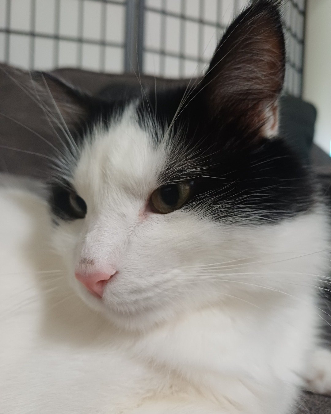Manchhas the Tuxedo. Cat, Kitten, Angora