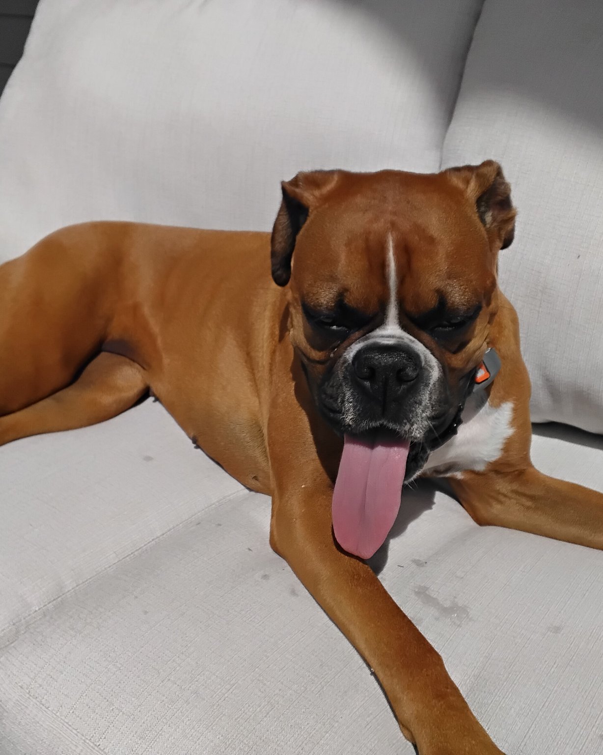 Niya the Boxer. Boxer, Bulldog, Dog