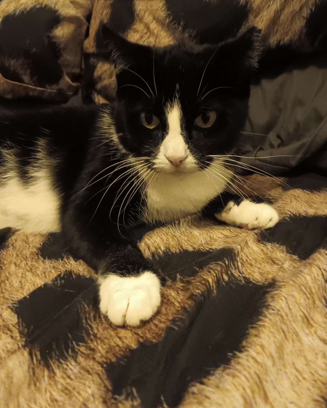 Augie the Tuxedo cat. Cat, Kitten, Manx