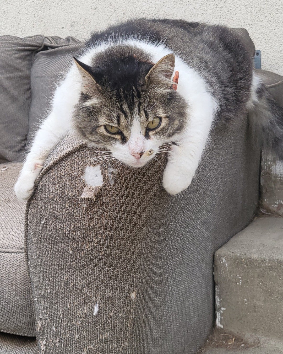Farley Fart the tabby. Couch, Furniture, Chair, Cat, Kitten