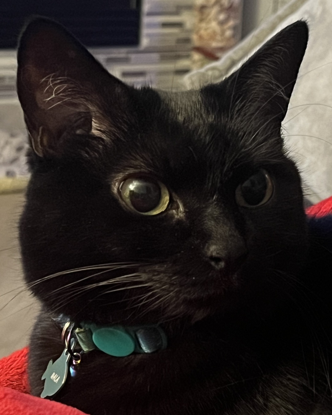 Nala the Bombay — Cat, Black Cat