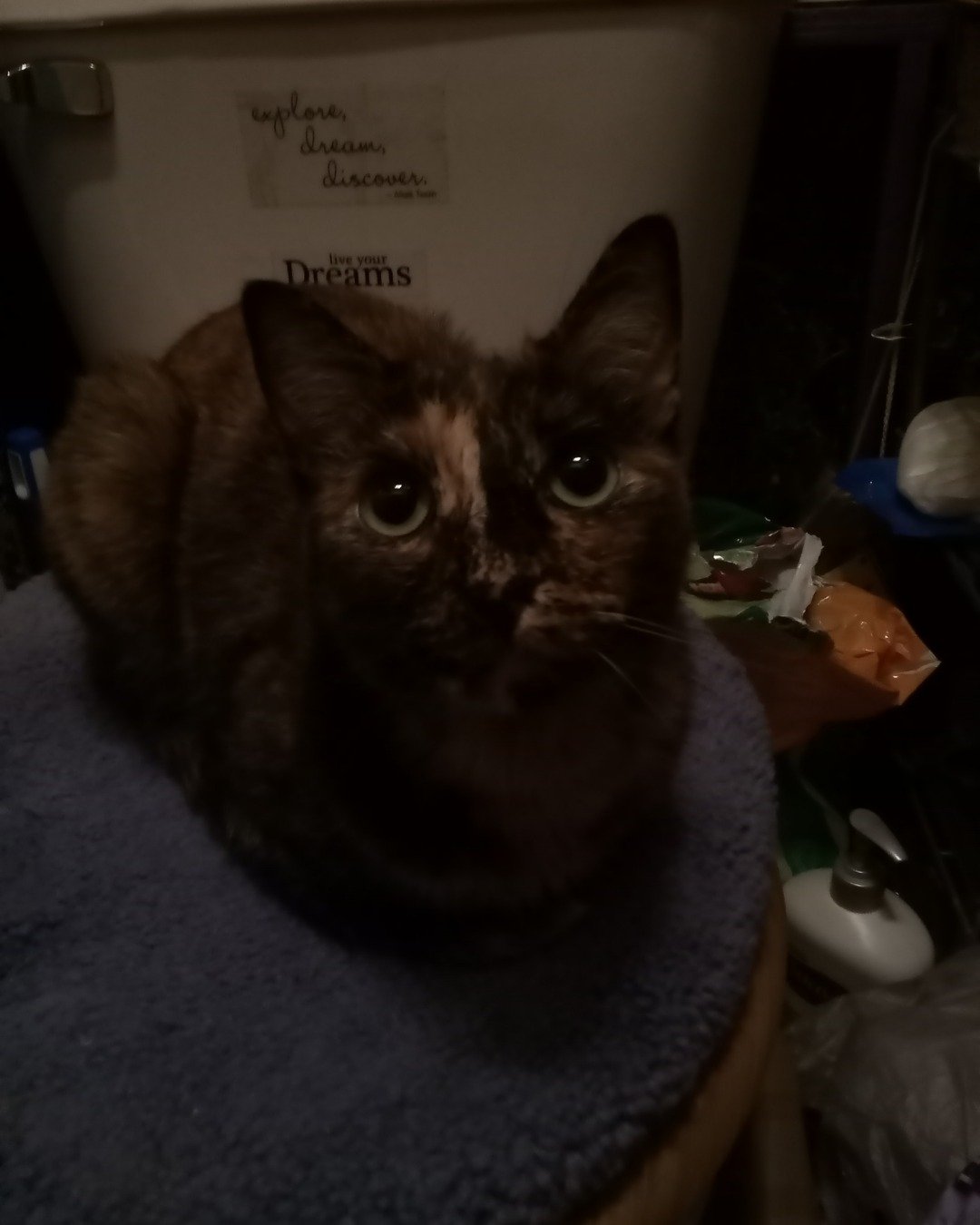 Gizmo. Cat