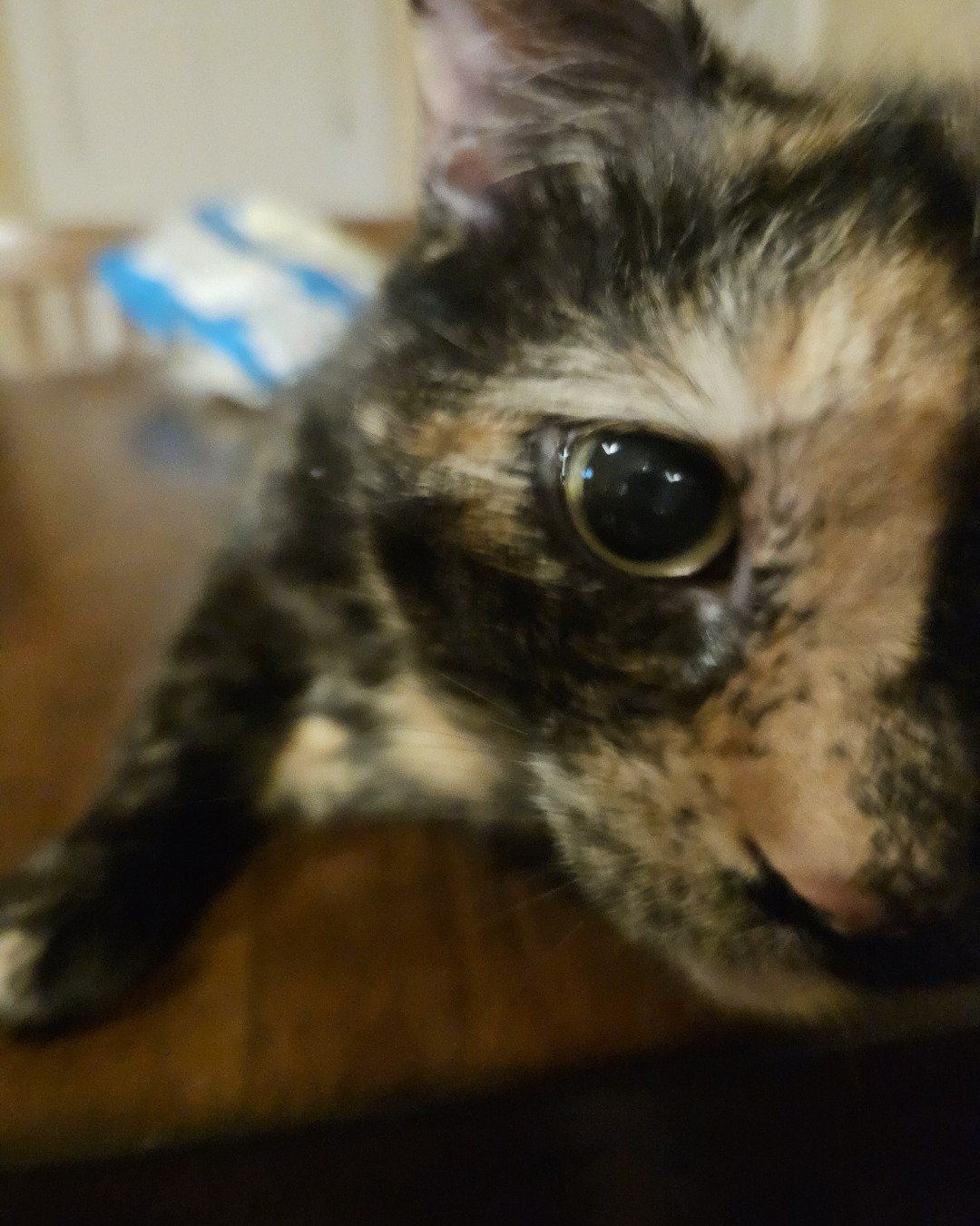 Snickers the idk. Wood, Cat, Kitten, Hardwood