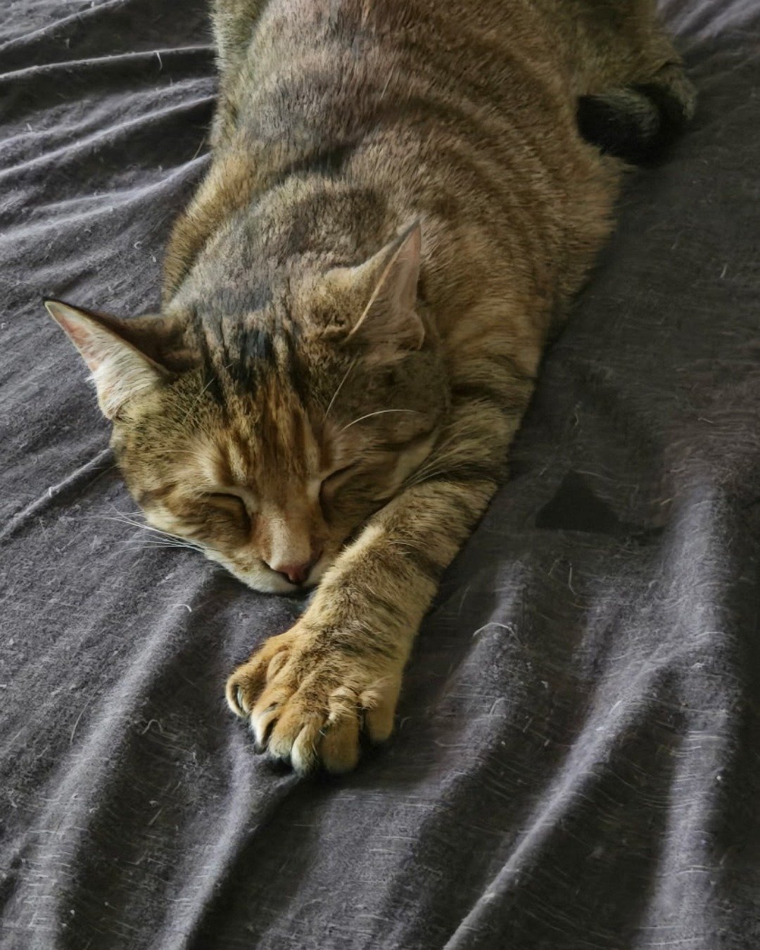 Ainé. Abyssinian, Cat