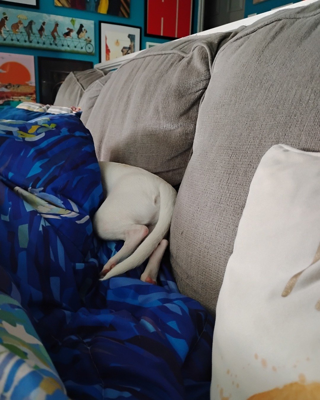 Zero the Chihuahua, Jack Russel mix. Couch, Furniture, Cushion, Home Decor, Blanket, Dog