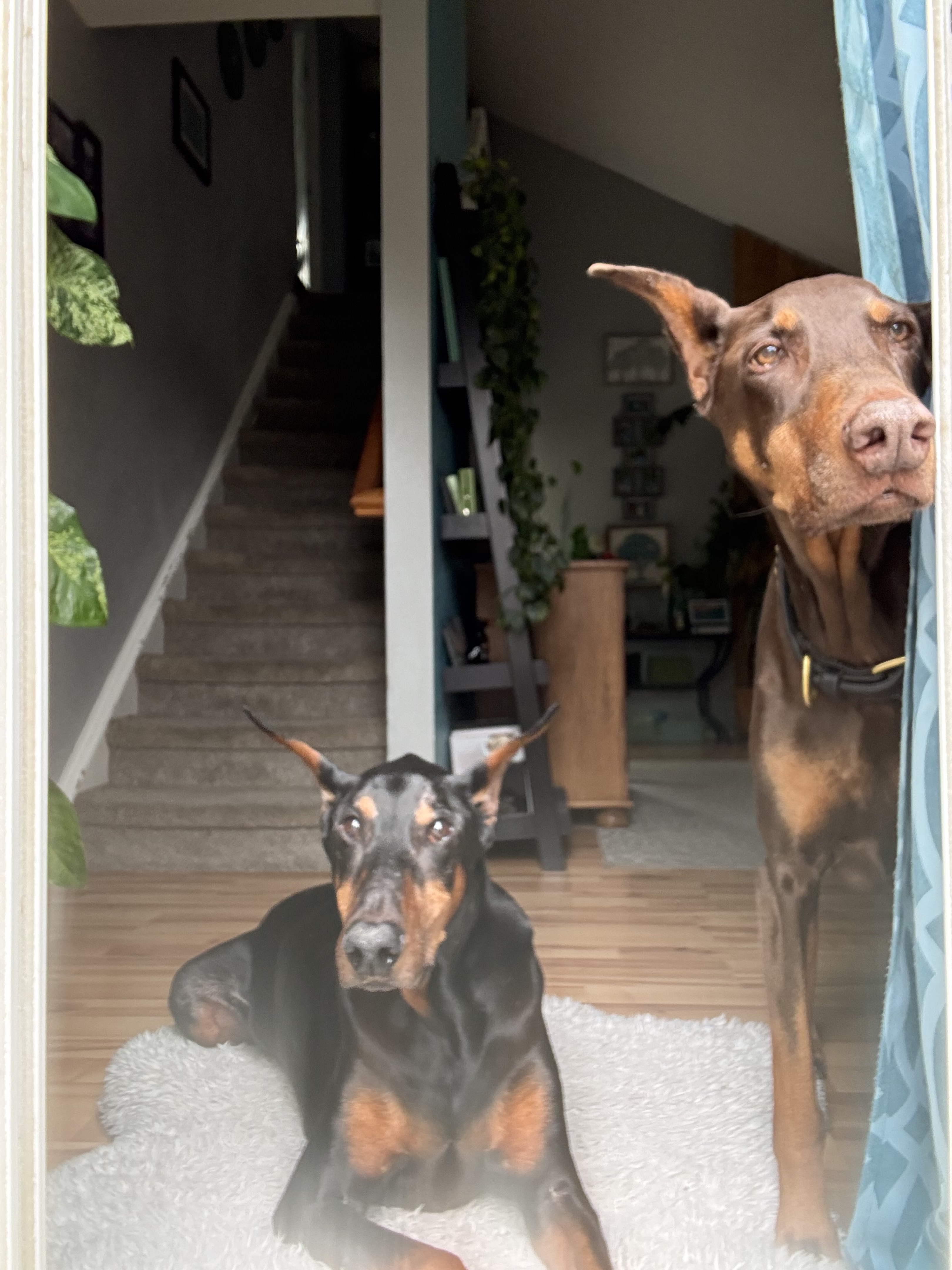 Bronco the Doberman Pinscher