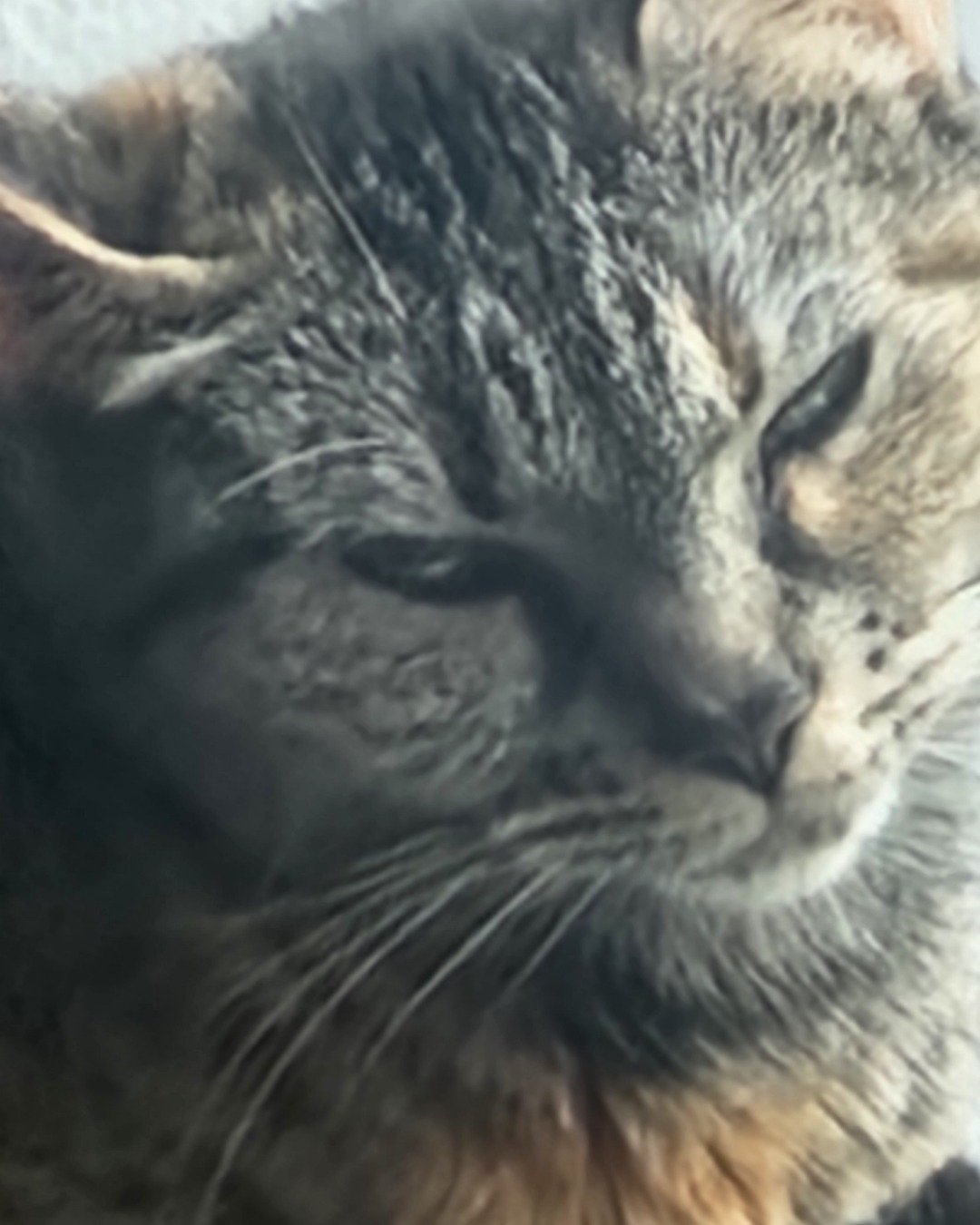 potato. Cat