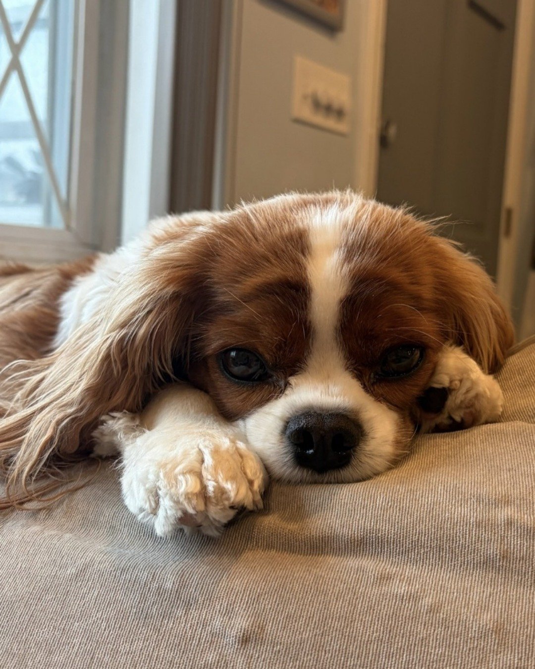 Arya the Cavalier King Charles Spaniel. Dog, Puppy