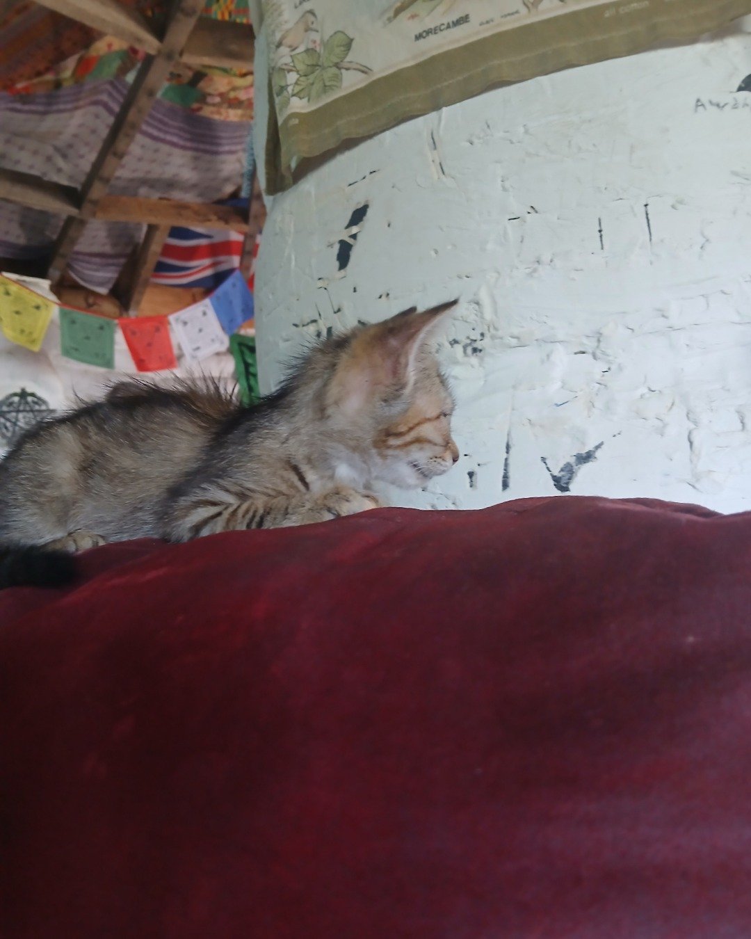 willow the tabby. Abyssinian, Cat, Kitten, Couch, Furniture