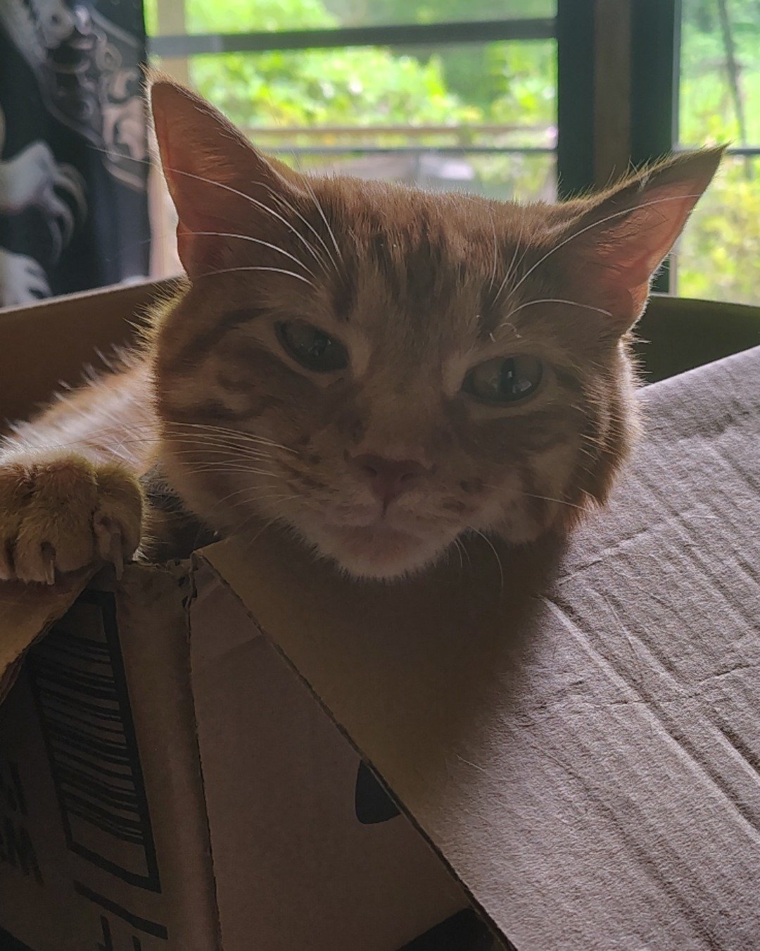 Pumpkin the Ginger. Box, Cat, Kitten