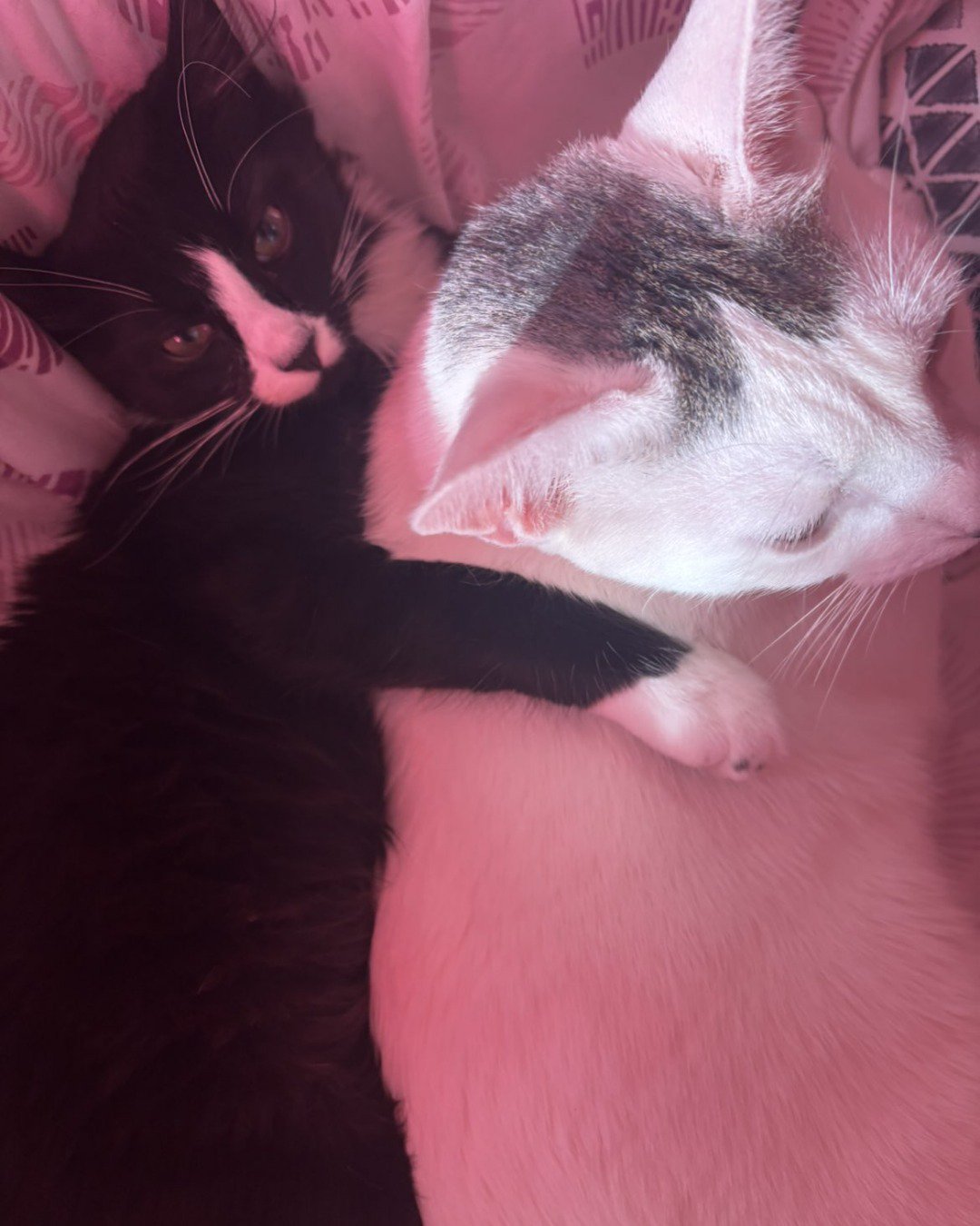Cookies & cream. Cat, Kitten, Person, Sleeping