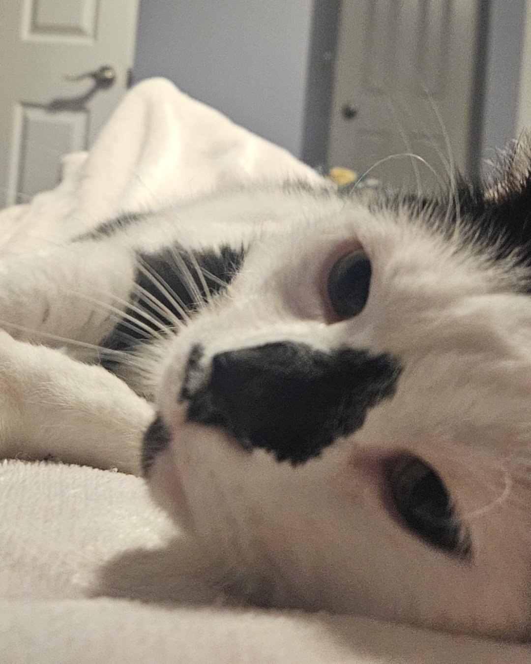 Mr. Simon the moo cow. Cat, Kitten, Person, Sleeping, Indoors, Furniture
